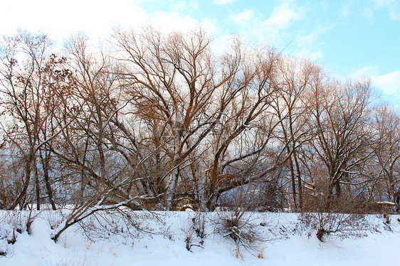 冬树场景国家植物旅行旅游蓝色树木风景观光图片