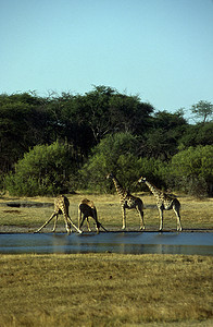 非洲成年人长颈鹿平原哺乳动物水源荒野活动动物群水坑大草原草原陆地图片