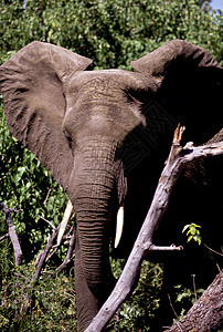 成人公牛大象陆地草原树干大草原哺乳动物耳朵食草象牙荒野草食性图片