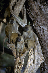 虫轮菌剧团警报狒狒动物猴子成人哺乳动物动物群动物学野生动物图片