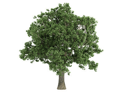 Oak 或 Quacus树叶美丽生态果皮插图木材植物环境植物群叶子图片