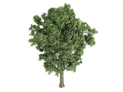 弹弓或波普卢斯x肯森木材生活木头植物美丽树干生态树叶叶子果皮图片