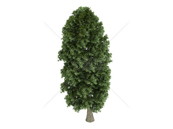 林登或蒂利亚植物群插图植物生活树干白桦生态木头叶子果皮图片