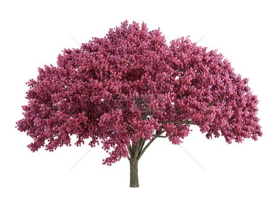 樱桃树环境木材树叶叶子果皮生态植物群插图木头树干图片