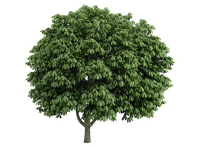 栗子或脑积分板栗生活树叶树干木材插图果皮叶子植物群生态图片
