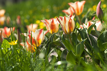 清晨阳光明媚的春天早晨 在公园花棚中的郁金香黄色绿色粉色花坛图片