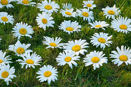 大型白色大白花菊绿色植物场景草地风景背布叶子星尘植物植物群时期图片