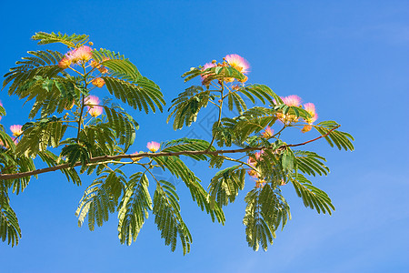 Rosesacia分支植物天空蓝色图片