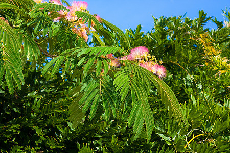 Rosesacia分支植物蓝色天空图片