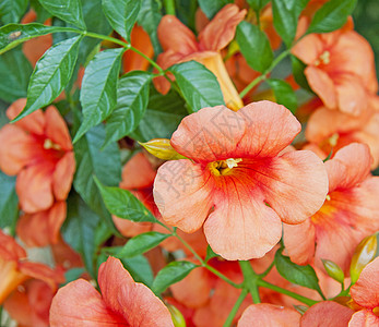 旱金莲橙子食物水芹植物群季节场景花瓣条纹宏观雏菊图片