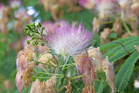 亚硫植物旅行金子草地棉布海洋热带油漆荒野气候图片