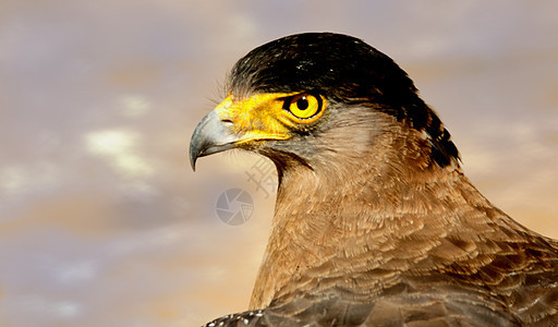金鹰的法术生物羽毛野兽荒野风筝动物猎物动物学捕食者大道图片