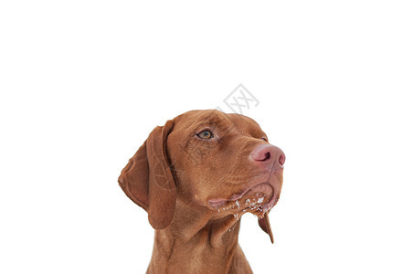 匈牙利近身棕色选择性纯种狗宠物焦点指针哺乳动物水平犬类图片