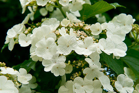 白鲜花生长植被季节木头荚蒾地面树叶叶子种子植物群图片