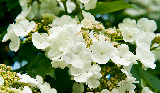 白鲜花风景花园后院花期国家荚蒾季节绿色植物植被树叶图片