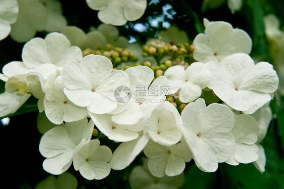 白鲜花生长植物群地面时期白色植被背布种子叶子木头图片