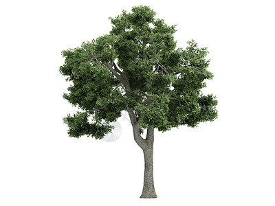 阿什或弗拉克希努斯叶子树叶木头插图水曲柳树干生态环境木材植物图片