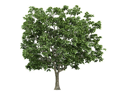 或亚二氯化硅化物叶子树干生态树叶插图植物木材环境木头果皮图片
