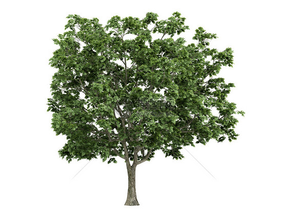 或亚二氯化硅化物叶子树干生态树叶插图植物木材环境木头果皮图片