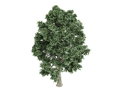 石灰或岩浆植物群植物树叶环境木材叶子插图树干生活生态图片