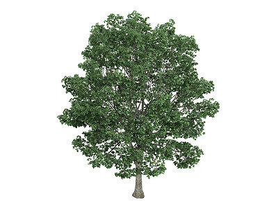 林登或蒂利亚插图环境树干生态植物群叶子木头美丽果皮生活图片