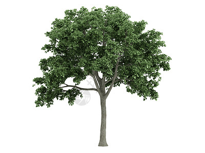 埃尔姆或乌尔穆斯植物榆树树叶木材果皮木头环境美丽生态叶子图片