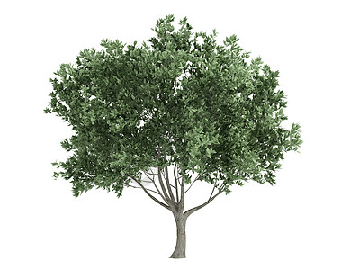 奥利弗或奥莱亚欧果皮叶子树干木材木头环境植物插图生活树叶图片