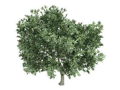 奥利弗或奥莱亚欧美丽叶子生活插图生态环境树叶树干植物群果皮图片