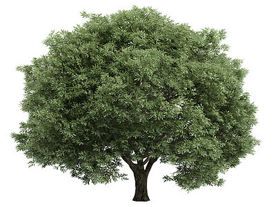 柳或生活木材叶子植物环境生态木头植物群插图树干图片