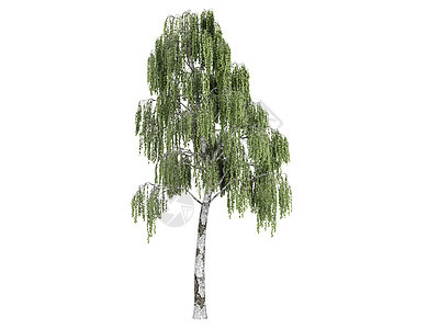 伯赫或贝图拉植物环境树叶插图果皮叶子树干生活木头美丽图片