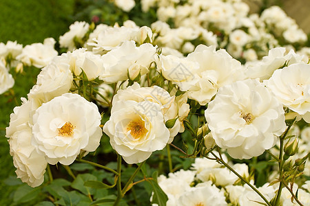 白玫瑰树丛植物衬套花瓣公园花园季节婚礼园艺叶子图片