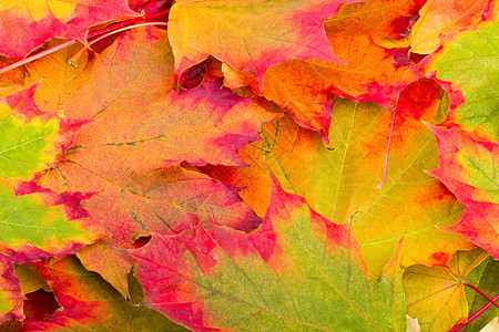 秋秋叶工作室植物活力树叶红色黄色绿色植物学橙子发红图片