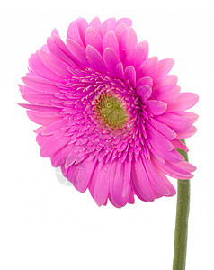 湿粉粉红梅花花脆弱性植物白色紫色粉色花瓣格柏雌蕊图片