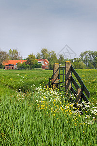 荷兰国家开关和农场 陆地盖盖环境花朵风景蓝色动物农村栅栏天空柳树草地图片