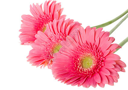 粉粉色羽形花花白色雌蕊植物格柏花瓣卡片脆弱性图片