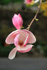 马木兰花花美丽花朵季节生活雌蕊脆弱性花序花园阳光叶子图片