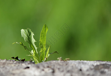 墙上活生生的植物图片