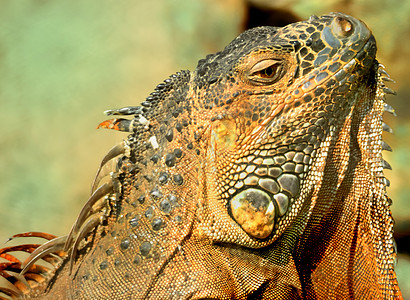 依瓜纳荒野野兽身体生物爬虫脊柱爬行动物动物皮肤热带图片