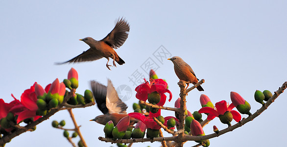 在这里 我们开始红花野生动物丝棉食物生物鸟类蓝色荒野花蜜天空图片