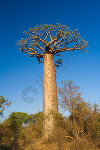 Baobab树 马达加斯加树干热带大草原阳光植物群团体森林荒野旅行日落图片