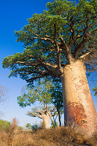 Baobab树 马达加斯加森林大草原日落团体植物阳光衬套旅行异国植被图片