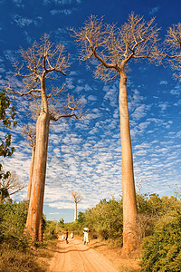 Baobab树旅游场地植物群植被荒野蓝色团体衬套太阳森林图片
