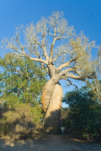 Baobab树衬套蓝色异国旅行树干荒野情调植物天空太阳图片