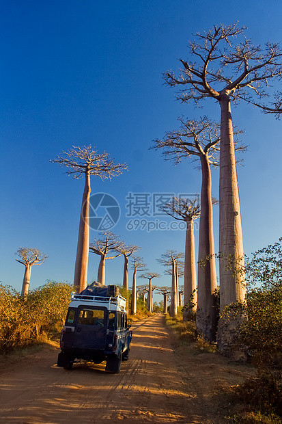 Baobab树场地团体植物太阳大草原热带旅行植物群蓝色森林图片