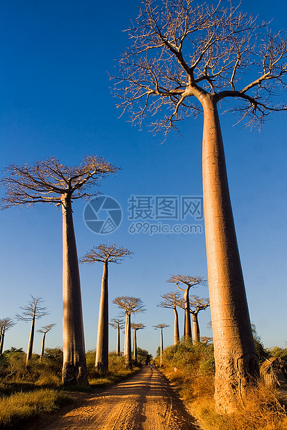 Baobab树植物大草原植物群衬套蓝色太阳异国天空森林热带图片