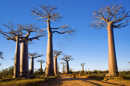 Baobab树旅游太阳天空植物群衬套异国场地植物蓝色热带图片