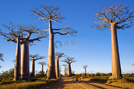 Baobab树旅游太阳天空植物群衬套异国场地植物蓝色热带图片