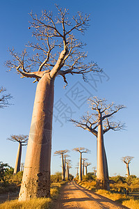 Baobab树旅游异国荒野天空热带太阳场地蓝色旅行植物图片