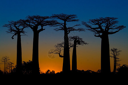 baobab树上的日落场地蓝色天空旅游异国植被植物群植物大草原情调图片