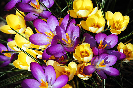 紫色和黄色花朵花园植物群植物花瓣图片
